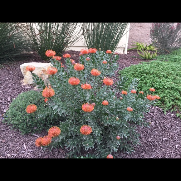 Meet your Posher, Rebecca - Picture 1 of 1